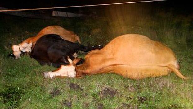 Трех коров убило упавшей электроопорой в Забайкалье