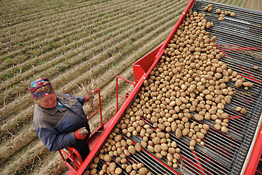 Сбор раннего картофеля начался на полях подмосковного сельхозпредприятия «РОТА‑АГРО»