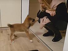 Неподдельная радость от встречи щенка с хозяйкой растрогала интернет: видео