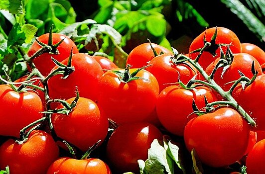 Врач рассказала, как распознать опасные для здоровья помидоры