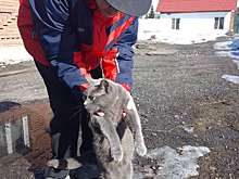 Спасавшийся от собак кот три дня просидел на электрическом столбе в Новокузнецке