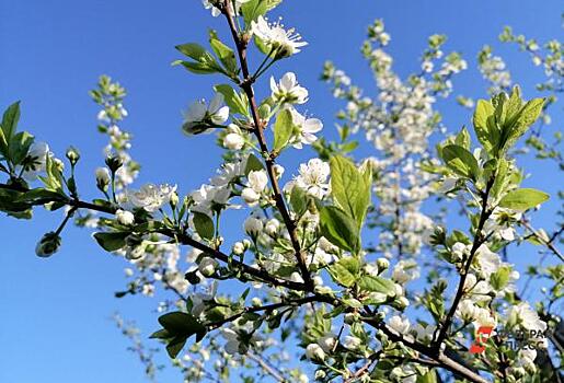 Россиянам предрекли преждевременное наступление весны