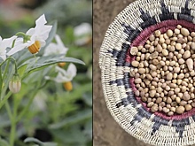 На юго-западе США одомашнивали картофель уже 10 000 лет назад