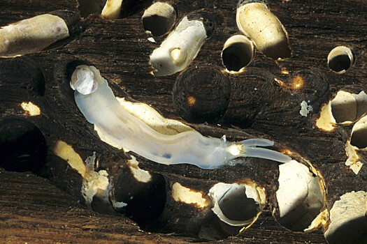 Как моллюски потопили корабли испанской Армады и шхуну Колумба