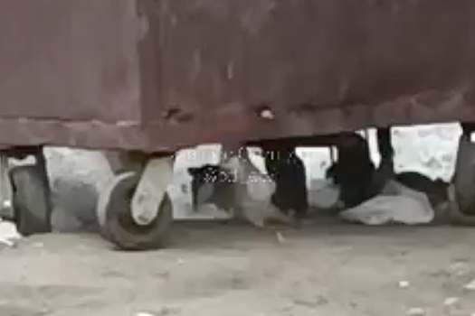 Нашествие крыс у жилого дома в Подмосковье попало на видео