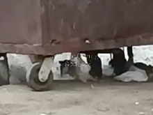 Нашествие крыс у жилого дома в Подмосковье попало на видео