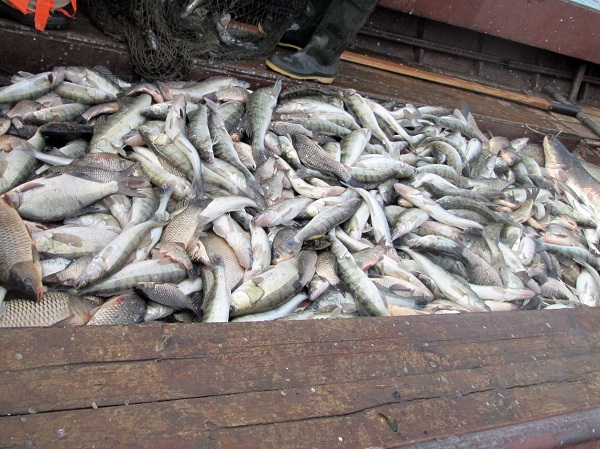 Донские ученые заявили о сокращении запасов судака из-за роста солености Азовского моря