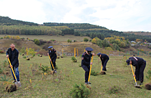 В Кисловодске высадили три десятка крымских сосен и туй