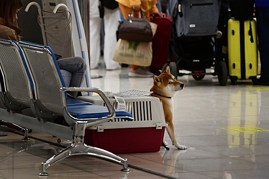 «Бандитский вариант»: В отрасли не поддержали провоз животных в салоне самолета