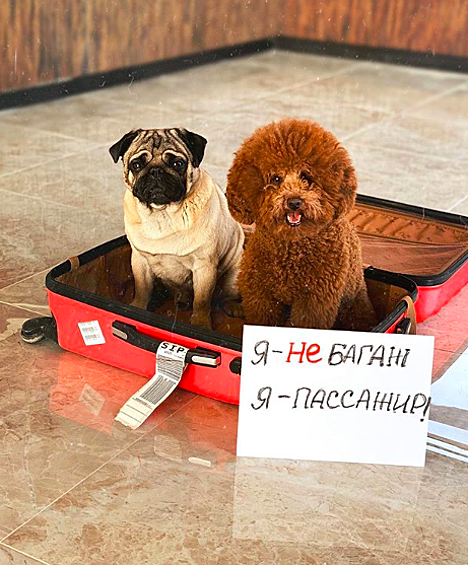Один из пассажиров, летевший по маршруту Нью-Йорк - София с пересадкой в Москве сдал в багаж переноски с тремя кошками. 
