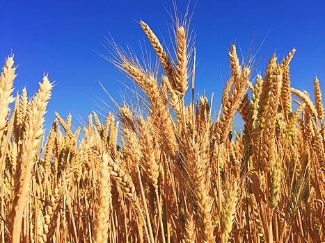 Удмуртские учёные заявили о повышении качества выращенной в республике пшеницы