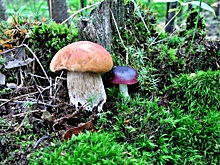 Два жителя Тюменской области отравились грибами