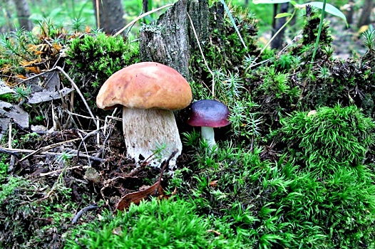 Два жителя Тюменской области отравились грибами