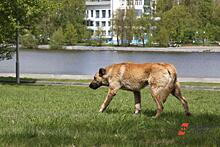 Новосибирские депутаты боятся укусов бездомных собак