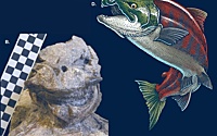 Впервые описан доисторический лосось с бивнями