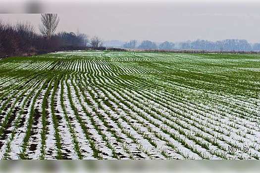 Вице-премьер Дмитрий Патрушев пока не считает ситуацию с озимыми посевами критичной