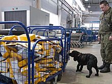 «Ведомости»: на таможне некоторых аэропортов усилили контроль за посылками на ввоз и вывоз