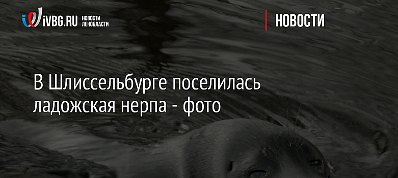 В Шлиссельбурге поселилась ладожская нерпа - фото