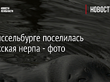 В Шлиссельбурге поселилась ладожская нерпа - фото