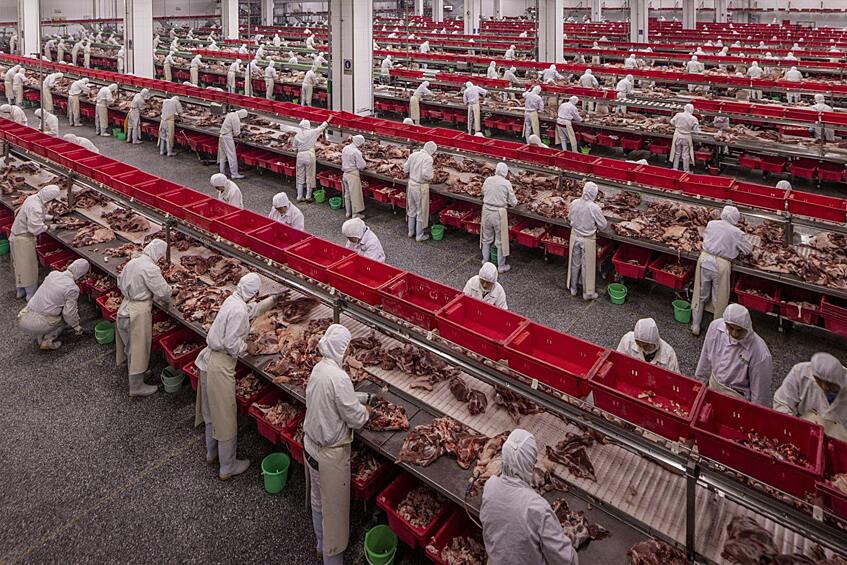 Мясная фабрика в Китае. Категория «Проблемы современности»