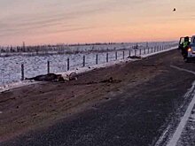 В ЯНАО произошло смертельное «оленье» ДТП. ВИДЕО