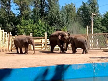 Ростовский зоопарк исключен из ассоциации ЕАРАЗА за продажу слоненка Большому цирку братьев Запашных