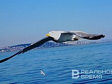 В Казани началось благоустройство территории Большого Чайкового озера