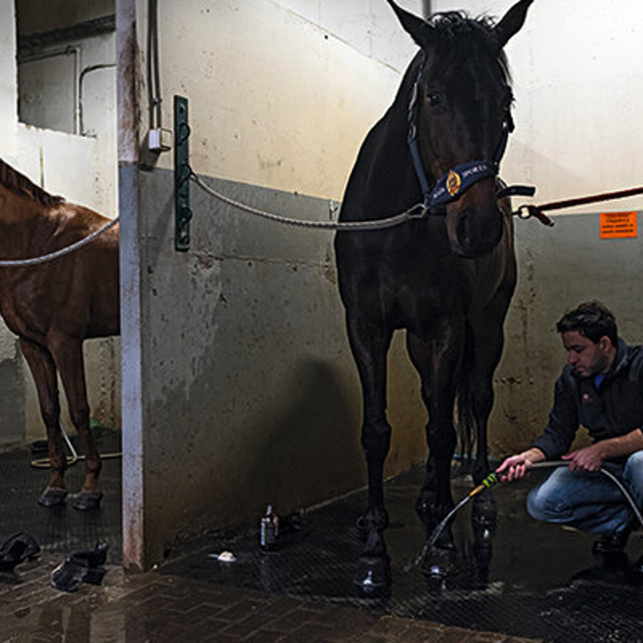 трахнул лошадь Как лошади завоевали людей: Men's Health работает на конюшне -  Рамблер/новости