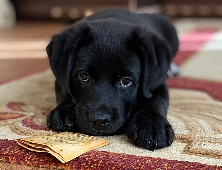 В Тамбовской области вводится обязательная регистрация домашних собак