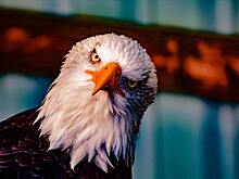 Звезда реалити придумала новую секс-позу — «орел со сломанным крылом»