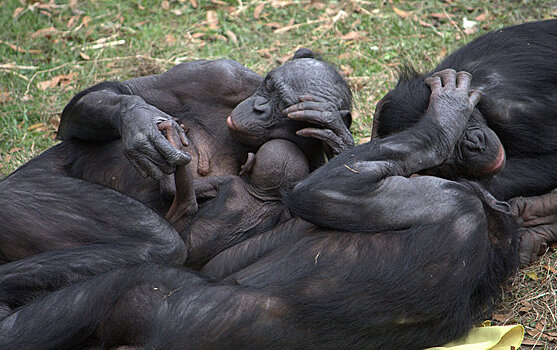 У шимпанзе и бонобо одинаковый язык тела