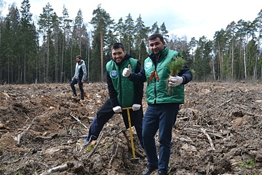 Более 4 тыс сеянцев сосны высадили на акции «Лес Победы» в Щелкове