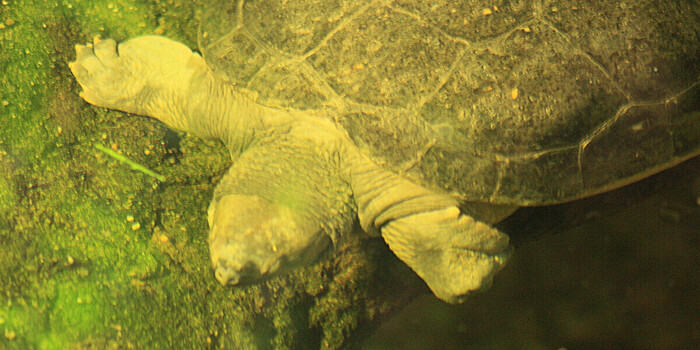 Загадочную гибель семи черепах вдали от места их обитания расследуют в Британии