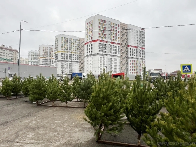 В Пензе открыты первые елочные базары