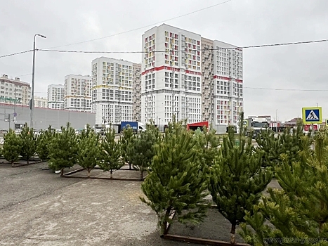 В Пензе открыты первые елочные базары
