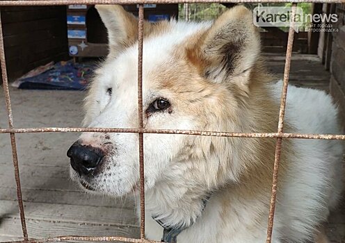 В Карелии скончался единственный в мире пес, который прошел всю Арктику 