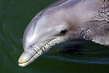 Отчего в Черном море гибнут дельфины?