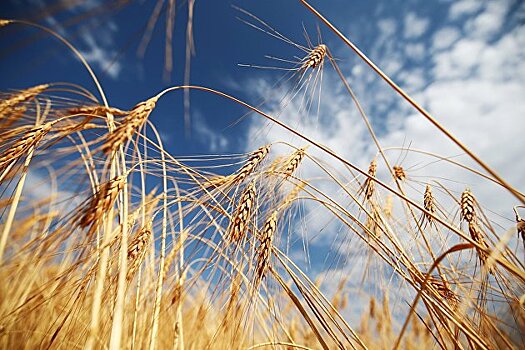 Россия с 28 июля снизит пошлину на экспорт пшеницы