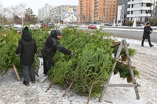 Эксперт Прокофьев: Чтобы живая елка простояла дольше, не стоит покупать ее рано