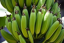 Диетолог рассказала о пользе незрелых бананов