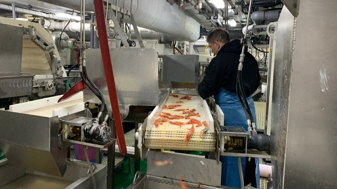 Специалисты Магаданского филиала ВНИРО начали мониторинг промысла северной креветки