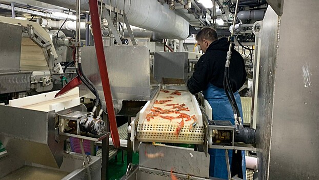 Специалисты Магаданского филиала ВНИРО начали мониторинг промысла северной креветки