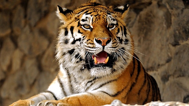 Амурских тигров и дальневосточных леопардов спасли от исчезновения, заявили в WWF России