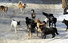 Жители Тюменского района пожаловались на агрессивных бездомных собак