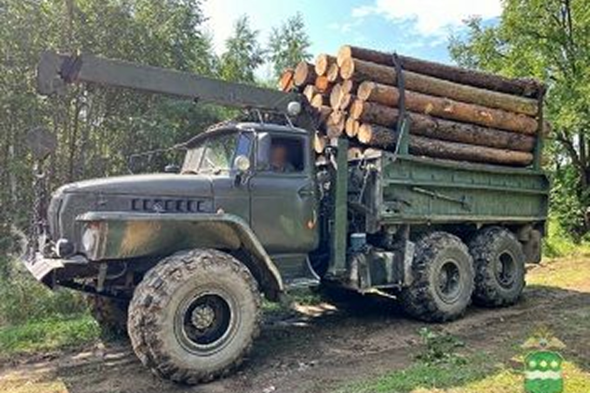 В Приамурье раскрыта организованная группа черных лесорубов, ущерб — 11 млн рублей