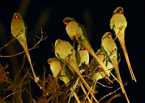 Мужчина решил поохотиться на птиц и случайно застрелил семимесячного сына