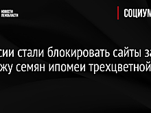 В России стали блокировать сайты за продажу семян ипомеи трехцветной