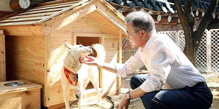 Собака Коми, подаренная президенту Южной Кореи Ким Чен Ыном, родила щенков