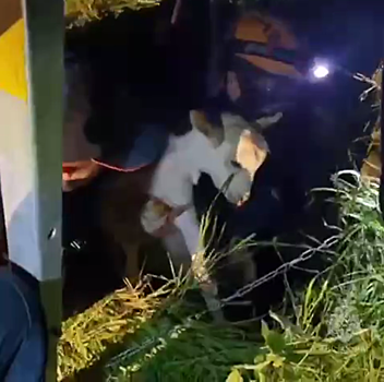 В Ростовской области спасли козу, которая упала в колодец