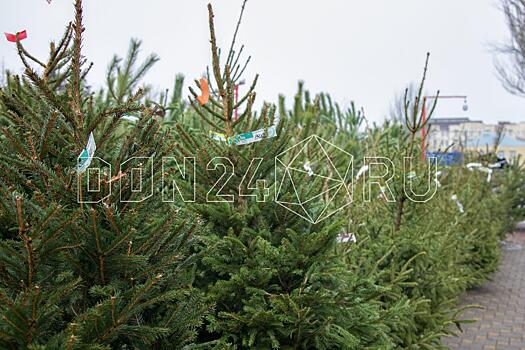 Уже пора: в Ростовскую область отправили первую партию новогодних елок